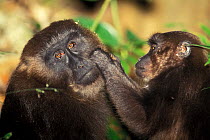 Moor macaques (Macaca maura) grooming, Sulawesi. Endangered species.