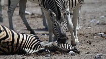 Male Burchells zebra (Equus quagga burchellii) pulling the head of a dead pregnant female that died due to complications whilst giving birth, trying to wake her up, Etosha National Park, Namibia. Par...