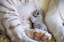 White Bengal tiger (Panthera tigris tigris) cub suckling, aged 5 days. Olmen zoo, Belgium. Captive, occurs in India, Bangladesh, Nepal and Bhutan. Endangered species.