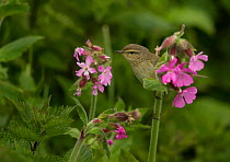 Willow warbler (Phyloscopus trochilus) perched on Red campion flowers, Wales, UK, April.