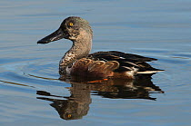 Northern shoveler (Anas clypeata) drake, moulting from eclipse into full winter plumage, Leighton Moss, Lancashire, UK. October.