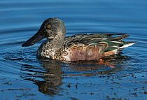 Northern shoveler (Anas clypeata) drake, moulting from eclipse into full winter plumage, Leighton Moss, Lancashire, UK. October.