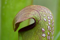 Hooded pitcher plant  (Sarracenia minor) Green Swamp, North Carolina, USA. June.