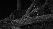 Eurasian beaver (Castor fiber) at night, chewing bark and climbing along a felled tree, Devon Wildlife Trusts Devon Beaver Project enclosure, Devon, England, UK, March.