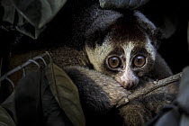 Javan slow loris (Nycticebus javanicus) rescued by Jakarta Animal Aid Network (JAAN), in holding cage, Animal rescue centre, Jakarta, Indonesia. Critically Endangered. Post production to remove light...