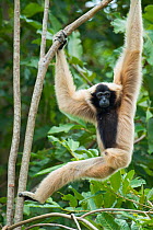 Pileated gibbon (Hylobates pileatus) female climbing through trees, Angkor Centre for Conservation of Biodiversity, Siem Reap, Cambodia. Endangered species.
