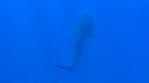 Whale shark (Rhincodon typus) swimming near the surface, interacting with tourists, Ningaloo Reef, Western Australia, 2014.