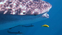 Close up of a Whale shark (Rhincodon typus) feeding near the surface, with tourists watching nearby, Ningaloo Reef, Western Australia, 2014.