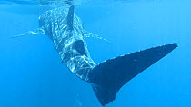 Whale shark (Rhincodon typus) swimming near the surface, approaching a tourist boat, Ningaloo Reef, Western Australia, 2014.