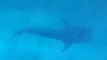 Whale shark (Rhincodon typus) swimming near the surface, Ningaloo Reef, Western Australia.