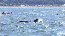 Pod of Bottlenose dolphins (Tursiops truncatus) surfacing just offshore, Black Isle, Scotland, UK, July.