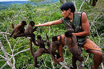 Keeper feeding Common woolly monkeys (Lagothrix lagotricha) in Ikamaperou Sanctuary, Amazon, Peru. October 2006.