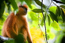 Mitred leaf monkey  (Presbytis melalophos fuscomurina) sitting in tree, Maninjau lake, Sumatra, Indonesia.