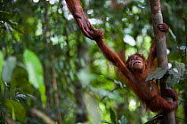 Sumatran orangutan (Pongo abelii) baby reaching up to mother's hand, Gunung Leuser National Park, Sumatra, Indonesia.