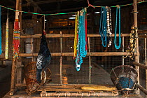 Kalij pheasant (Lophura leucomelanos) and beads for sale in market. Daporijo Town, Arunachal Pradesh, North East India, November 2014.