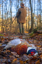 Ring-necked pheasant (Phasianus colchicus) male dead in leaflitter a few metres from the man that shot it during a winter shoot on shooting estate, southern England, UK. January.