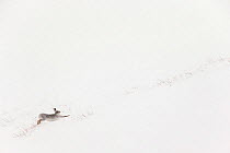 Mountain hare (Lepus timidus) in white winter coat stretching - in snowy habitat, Scotland. Highly Commended in the Mammals category of the GDT European Photographer of the Year Competition 2015.