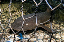 Nurse shark (Ginglymostoma cirratum) young caught in a fishtrap. North Sound, Grand Cayman, Cayman Islands. Caribbean Sea.