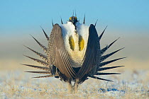 Greater sage-grouse (Centrocercus urophasianus) male displaying on a lek in snow, Sublette County, Wyoming, USA. April.