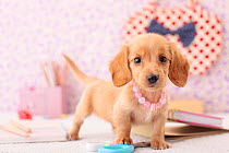 Miniature dachshund with pink bead necklace in studio.