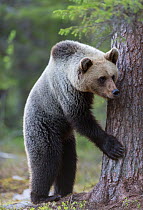 Brown bear (Ursus arctos) juvenile playing, hiding behind tree, Kainuu, Finland, May.