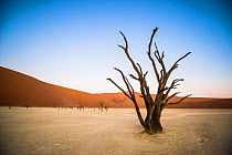 Ancient dead Camelthorn trees (Vachellia erioloba) with sand dunes, Namib desert, Deadvlei, Sossusvlei, Namibia.
