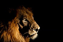 Lion (Panthera leo) male with scars photographed with side-lit spot light at night. Greater Kruger National Park, South Africa, April.