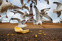 Herring gulls (Larus argentatus)  feeding on discarded chips. Blackpool, UK. August