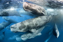 Large aggregation of Sperm whales (Physeter macrocephalus) engaged in social activity. Note the abundance of sloughed off skin in the water, resulting from tactile contact among the whales, with cloud...