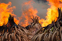 Le Kenya brûle son stock d'ivoire Avril 2016