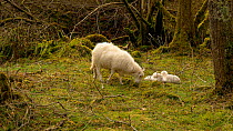 Welsh mountain sheep with lambs grazing in woodland, RSPB Gwenffrwd-Dinas Reserve, Carmarthenshire, Wales, UK. May.