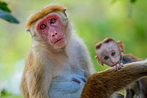 Toque macaque (Macaca sinica) mather and infant, Yala National Park, Southern Province, Sri Lanka.