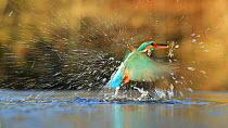 Slow motion clip of a Common kingfisher (Alcedo atthis) catching a fish, Scotland, UK, January.