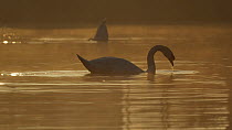 Mute swan (Cygnus olor) feeding at dawn, Cardiff, Wales, UK, March.
