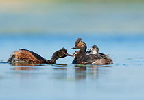 Eared grebes (Podiceps nigricollis), pair, one adult feeding one of two chicks riding on the other adult's back, Bowdoin National Wildlife Refuge, Montana, USA