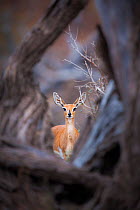 Steenbok (Raphicerus campestris) female standing framed by a fallen tree, Mapungubwe National Park, Limpopo Province, South Africa.