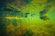 Water filled ditch with shadow of a tree on water with Fringed waterlily (Nymphoides peltata) Star duckweed (Lemna trisulca) Netherlands. July 2015. Commended in the Underwater World Category of the G...
