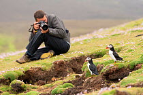 Tourist photographing Atlantic Puffin (Fratercula arctica), Fair Isle, Sheltand , Scotland, UK, June.
