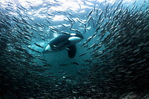 Killer whale / Orca (Orcinus orca) large adult male stalking a large school of Herring (Clupea harengus) in shallow water, Norway, February