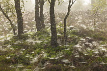 Dew-covered spider's webs in birch woodland, Cairngorms National Park, Scotland, UK, July 2011.
