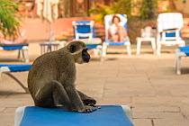 Green monkey  (Chlorocebus sabaeus) in a tourist resort close to the pool, Gambia, Africa, May.