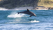 Indo-Pacific bottlenose dolphin (Tursiops aduncus) porpoising, South Africa, Indian Ocean.