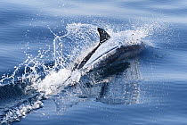 Indo-Pacific bottlenose dolphin (Tursiops aduncus) swimming at surface, South Africa, Indian Ocean.