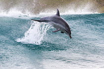 Indo-Pacific bottlenose dolphin (Tursiops aduncus) leaping out of waves, South Africa.