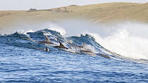 Bottlenose dolphins (Tursiops aduncus) surfing. South Africa, Indian Ocean.