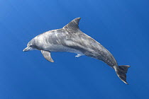 Indo-Pacific bottlenose dolphin (Tursiops aduncus) with penis extended. Ogasawara / Bonin Islands, Japan.