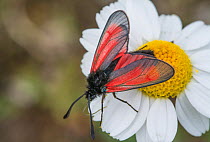 Burnet moth (Zygaena rubicunda) on daisy, Castellucio di Norcia. Umbria, Italy, June.