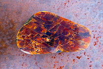 Amber deposit, palaeontological site of Rabago /El Soplao cave,  Spain, July 2016.
