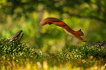 Red Squirrel (Sciurus vulgaris) leaping between tree stumps, Cairngorms National Park, Highlands, Scotland, UK. Sequence 3 of 3.