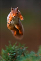 Red Squirrel (Sciurus vulgaris) in mid leap, the Cairngorms National Park, Highlands, Scotland, UK, November.